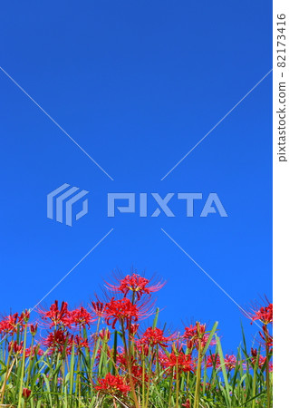 Higanki flower and blue sky Higanki flower and blue sky 82173416