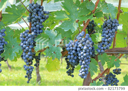 葡萄酒赤霞珠·赤霞珠葡萄酒 82173799