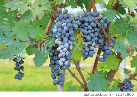 葡萄酒赤霞珠·赤霞珠葡萄酒 82173800