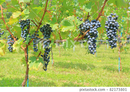 葡萄酒赤霞珠·赤霞珠葡萄酒 82173801