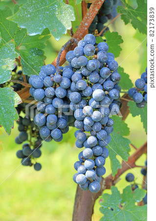 葡萄酒赤霞珠·赤霞珠葡萄酒 82173839