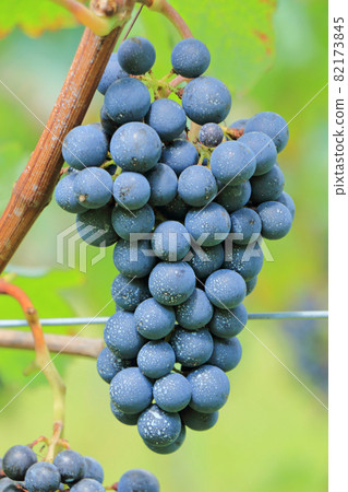 Grape for wine Cabernet · Sauvignon 82173845