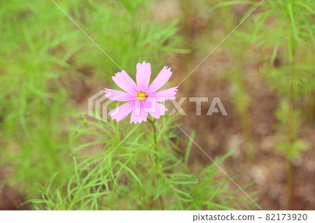 波斯菊花 82173920