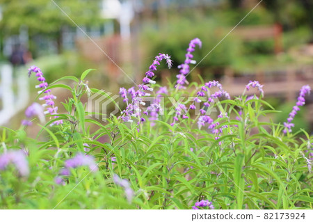 Salvia leucansa flowers Salvia leucansa flowers 82173924