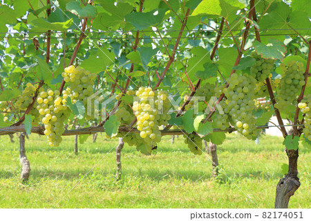 Wine grape Chardonnay 82174051