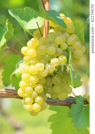 Wine grape Chardonnay 82174078