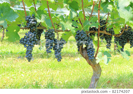 Wine grape Merlot Wine grape Merlot 82174207