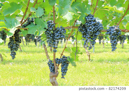 Wine grape Merlot 82174209