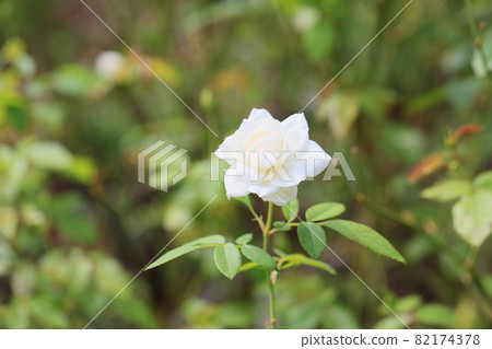 Rose flowers Schneebitten 82174378