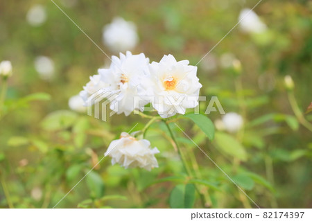 Rose flowers Schneebitten Rose flowers Schneebitten 82174397