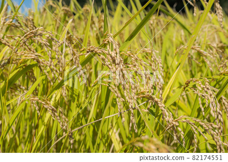 Rice rice ear golden color Rice rice ear golden color 82174551
