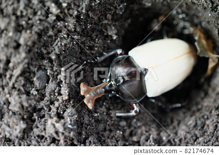 White feather color of a beautiful beetle that has emerged 82174674