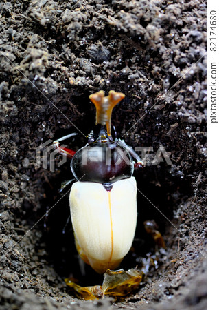 Vertical composition of a beetle with white feathers Vertical composition of a beetle with white feathers 82174680