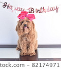 Cute Kabudol birthday commemorative photo 82174971