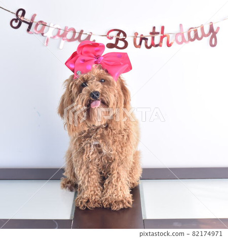 Cute Kabudol birthday commemorative photo Cute Kabudol birthday commemorative photo 82174971