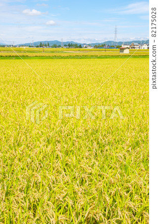 Autumn rice field Autumn rice field 82175028