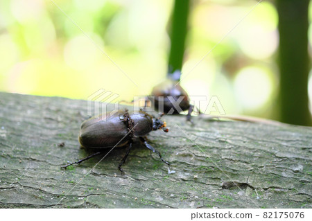 A male in the back and a female beetle facing sideways 82175076