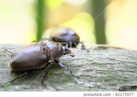 Cute beetle female perching on a tree Cute beetle female perching on a tree 82175077