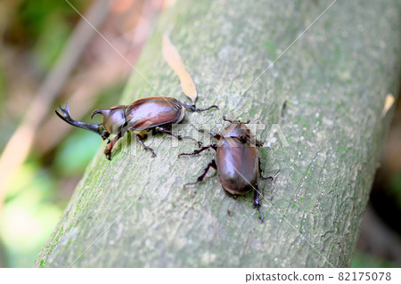 Male and female beetles in the forest 82175078
