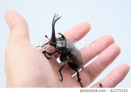 可愛的甲蟲騎 82175102