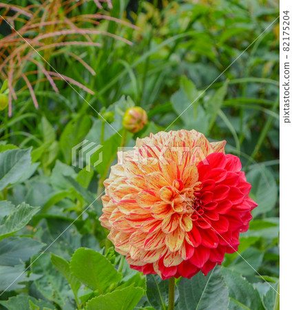 This colorful giant ball Dahlia is blooming in Asheville, Haywood County, North Carolina  82175204