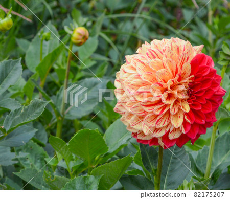 This colorful giant ball Dahlia is blooming in Asheville, Haywood County, North Carolina  82175207