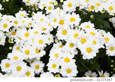 Close up of white chrysanthemum clusters Close up of white chrysanthemum clusters 82175367