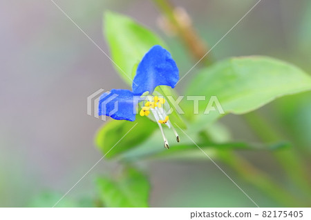 可愛的白晝花 可愛的白晝花 82175405