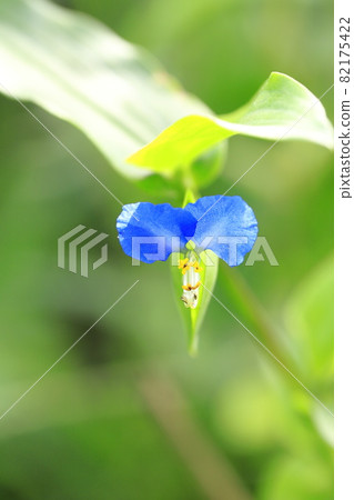Cute dayflower flowers Cute dayflower flowers 82175422