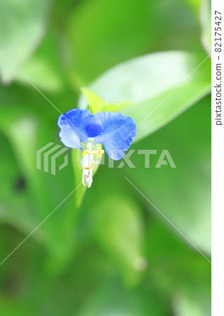 可愛的白晝花 82175427