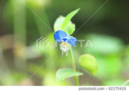 Cute dayflower flowers Cute dayflower flowers 82175428