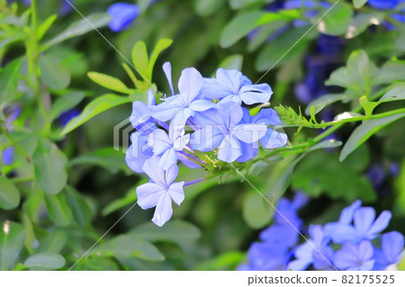 藍白花 auriculata 花 82175525