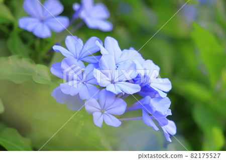 藍白花 auriculata 花 82175527