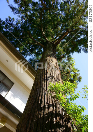 2130 Sugi at Hie Shrine 82175803