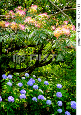 合歡花和繡球花景觀 82176411
