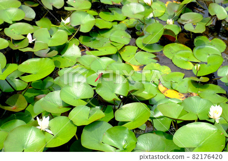 Scarlet skimmer perching on floating grass Scarlet skimmer perching on floating grass 82176420