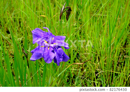 Blooming iris and dead flowers Blooming iris and dead flowers 82176430