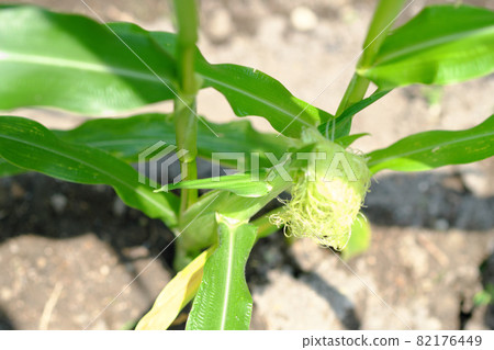 Corn pistil Corn pistil 82176449
