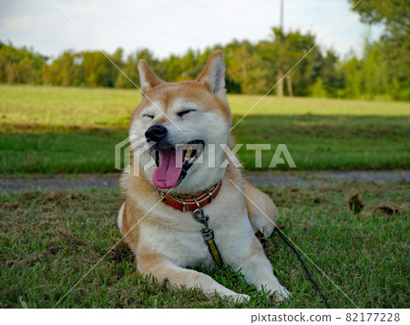 Shiba Inu 82177228