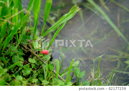 Jumbo snail eggs laid in the grass Jumbo snail eggs laid in the grass 82177259