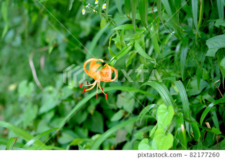Blooming single-flowered tiger lily Blooming single-flowered tiger lily 82177260