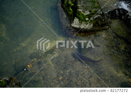 A carp that gracefully swims in a beautiful river 82177272