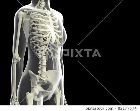 Human skeleton female bone skeleton CG human body 82177574