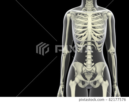 人體骨骼女性骨骼骨骼CG人體 人體骨骼女性骨骼骨骼CG人體 82177576