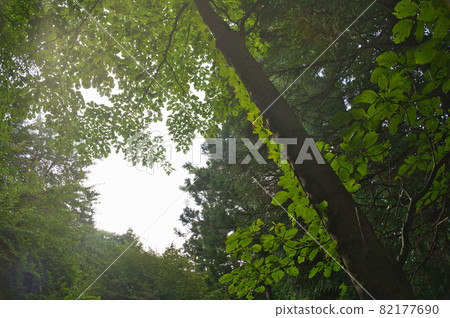 Tatsunoha in the light << Higashiizu Town >> 82177690