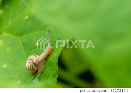 琥珀 Bradybaena (蝸牛) 82178134