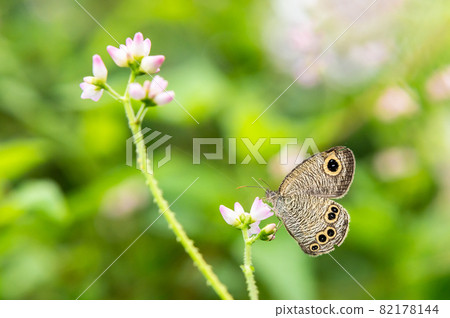 蝮蛇 蝮蛇 82178144