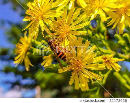 Refreshing autumn sunlight, Akinonoshige and Hoverfly 82178686