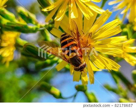 Refreshing autumn sunlight, Akinonoshige and Hoverfly 82178687