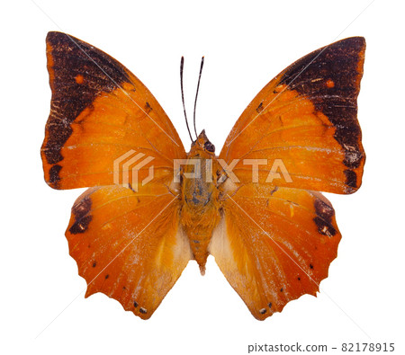 The Common Tawny Rajah Butterfly upper wing profile in natural color isolated on white background The Common Tawny Rajah Butterfly upper wing profile in natural color isolated on white background 82178915
